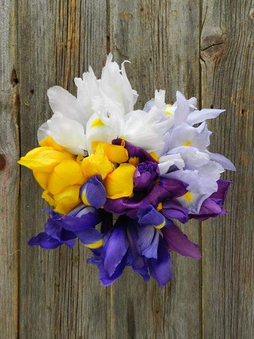 IRIS ASSORTED COLORS